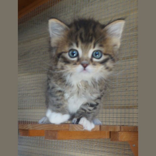 Photo of Mango