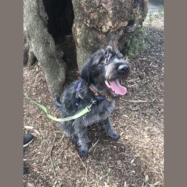 Photo of Scruffy