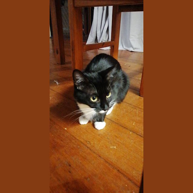 Photo of Poppy
