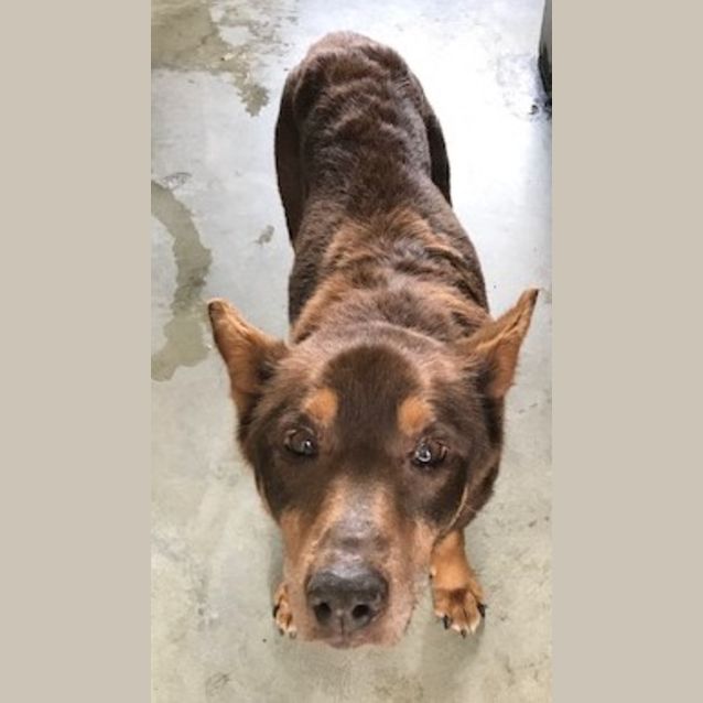 Photo of Red Dog