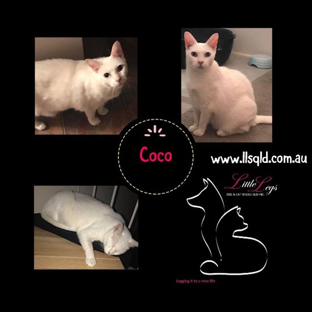 Photo of Coco