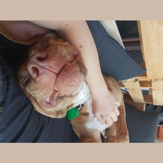 Photo of Dobby (Boy) Dl2536