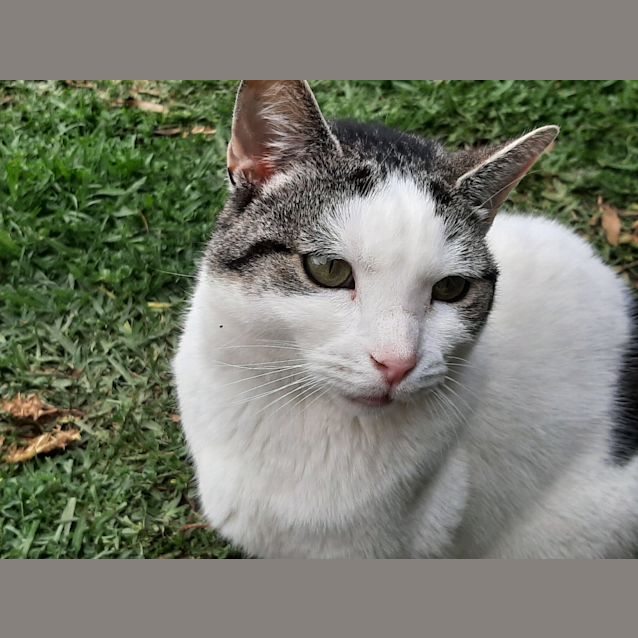 Photo of Merriweather And Mr Tickles 