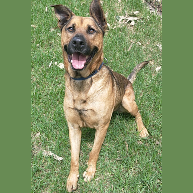 Photo of Scrappy