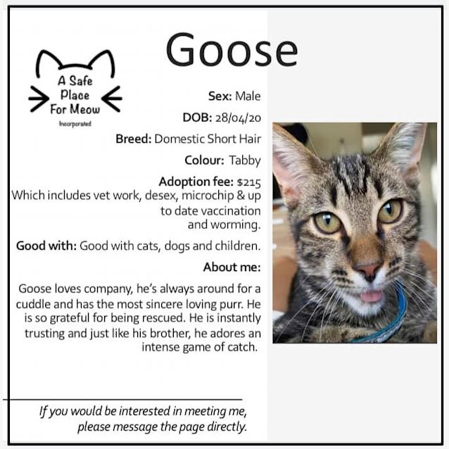 Photo of Goose