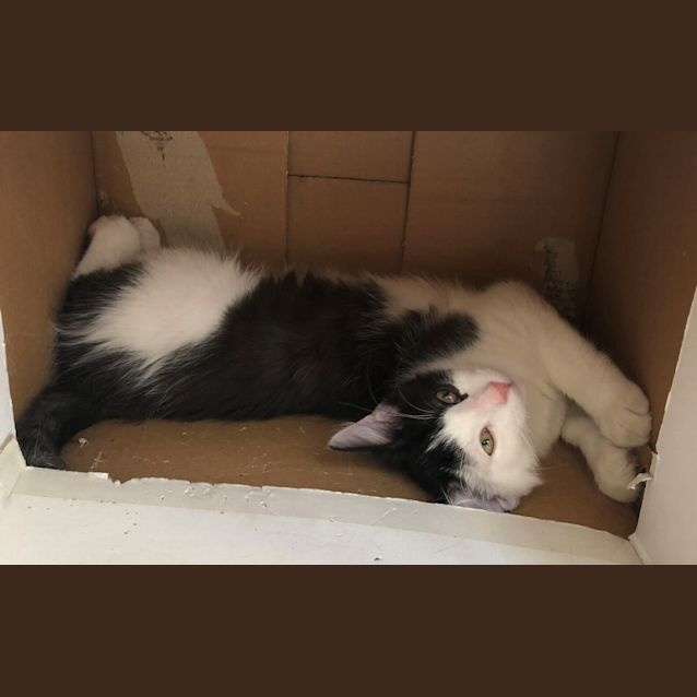 Photo of Muffin 
