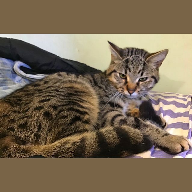 Photo of Sibby 