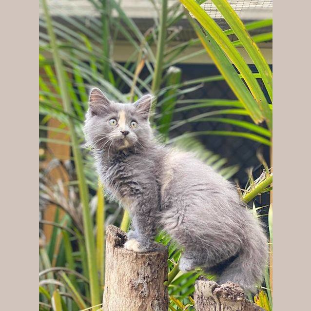 Photo of Zeva 