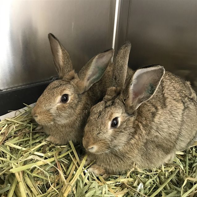 Photo of Paprika (Adoption Pending)
