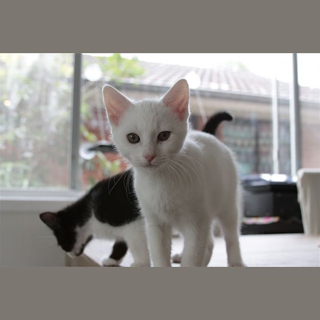 Photo of Snowflake