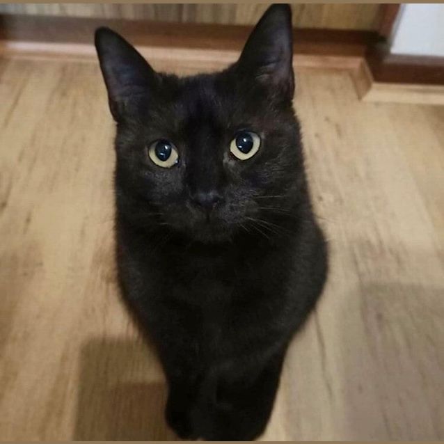 Photo of Sassy