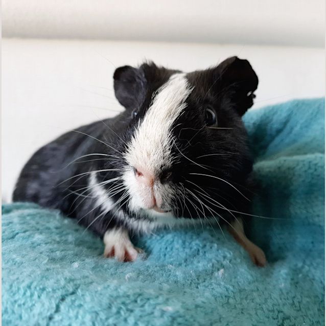 Photo of Captain Morgan