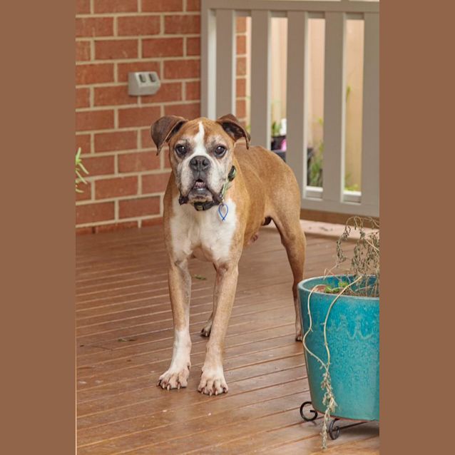 Photo of Tyson ~ 11yr Old Boxer (On Trial 19/11/20)