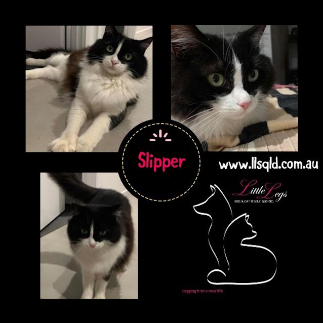 Photo of Slipper