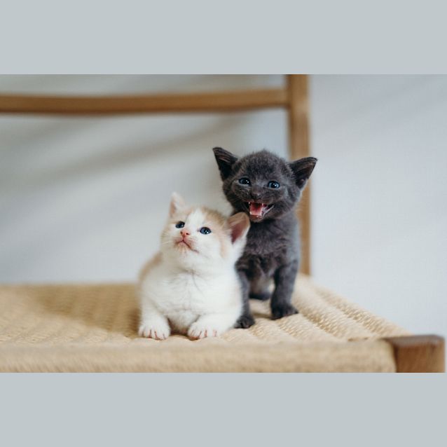 Photo of Sprout & Magnolia ~ 6 Week Old Kittens