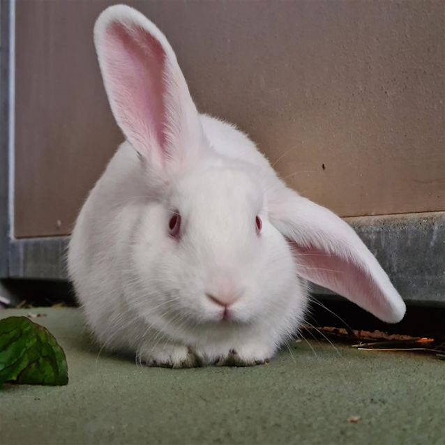 Photo of Iggy