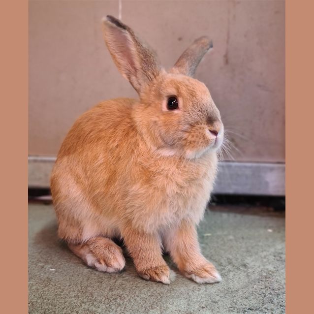 Photo of Pecan