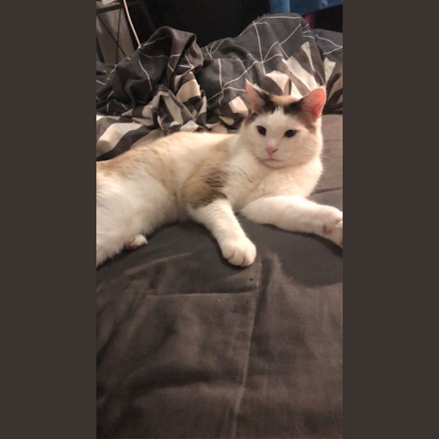 Photo of Milo