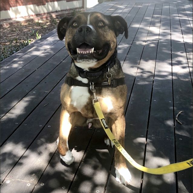 Photo of Tyson