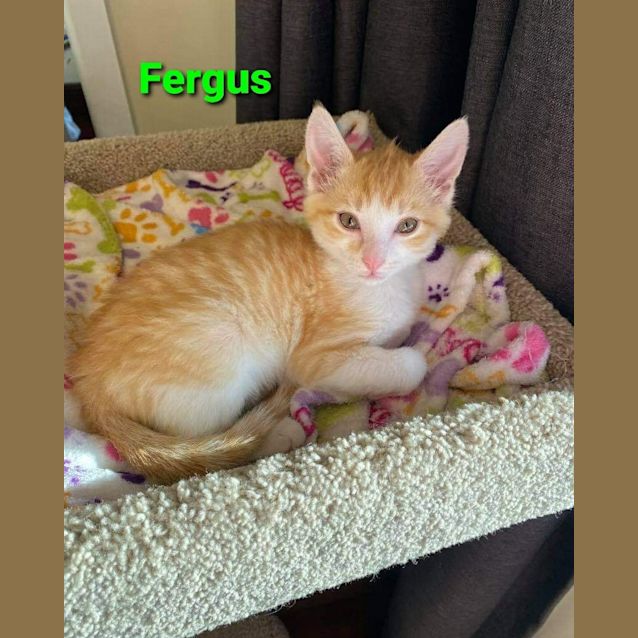 Photo of Fergus