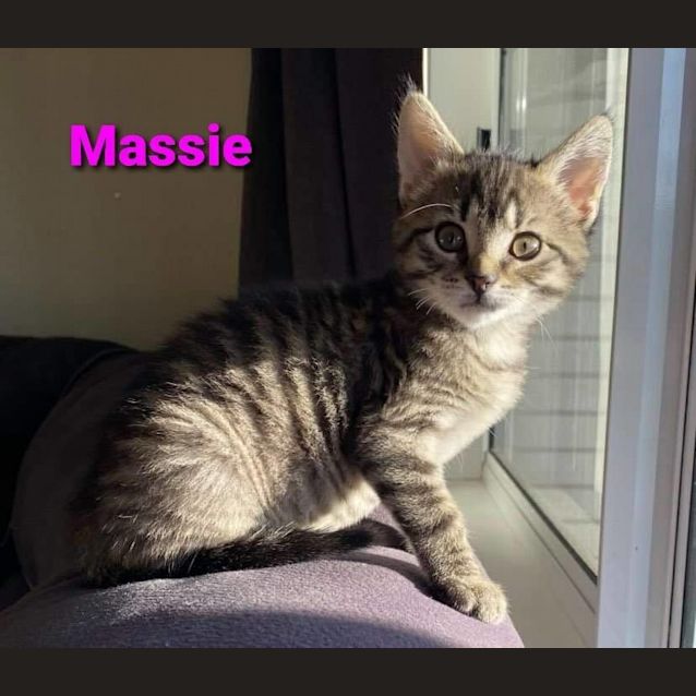 Photo of Massie