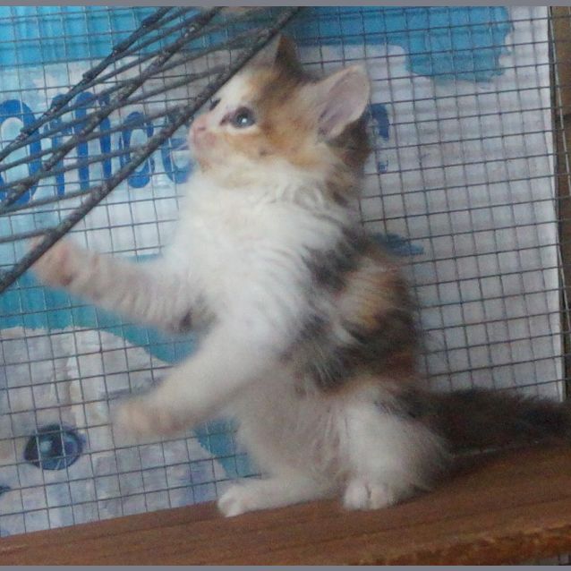 Photo of Chenille