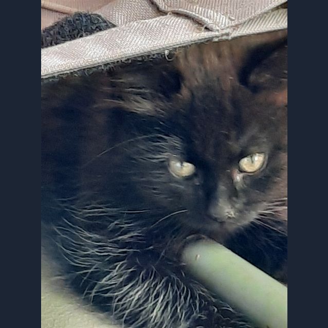 Photo of Jasper