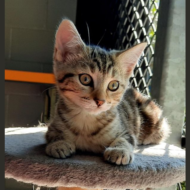 Photo of Tilly