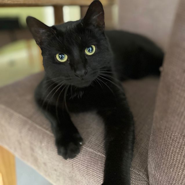 Photo of Raven