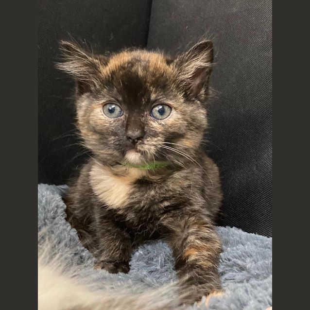 Photo of Pennie