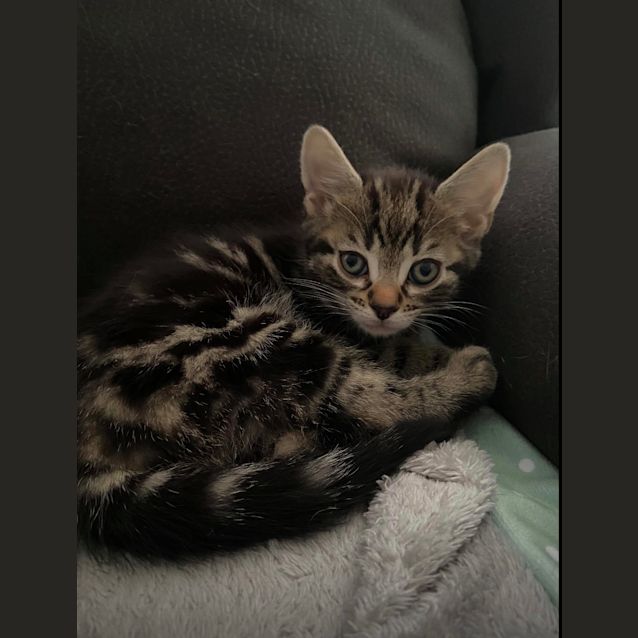 Photo of Nori 