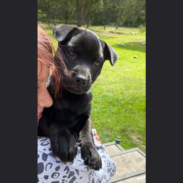 Photo of Rose ~ Sharpei X Staffy ~ Adopted