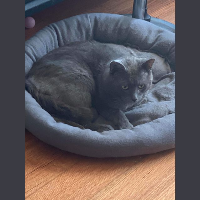 Photo of Chewy