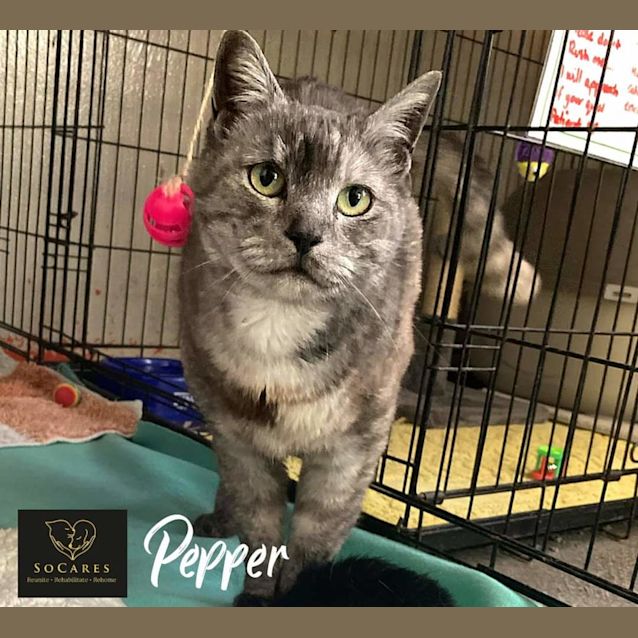 Photo of Pepper