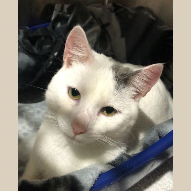 Photo of Leo
