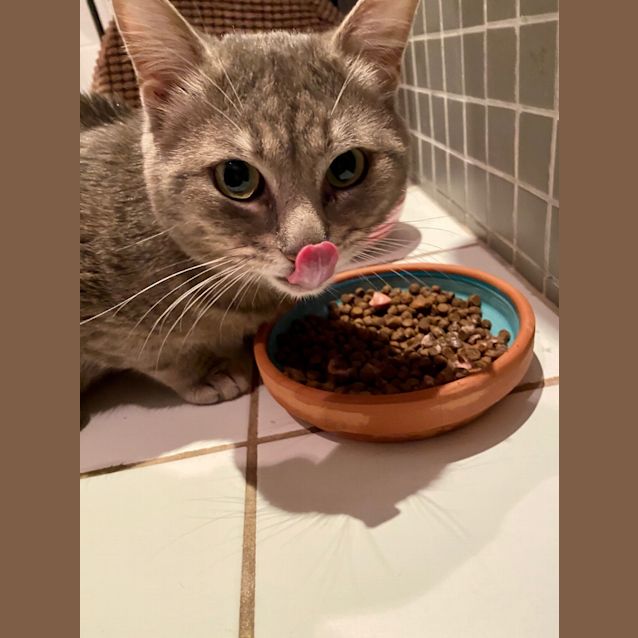 Photo of Playful Peter