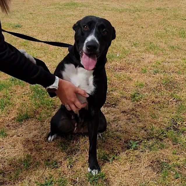 Photo of Skye Dl2553