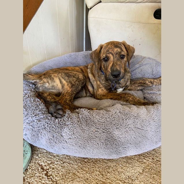 Photo of Billy ~ 14wo Mastiff X (On Trial 25/11/2020)