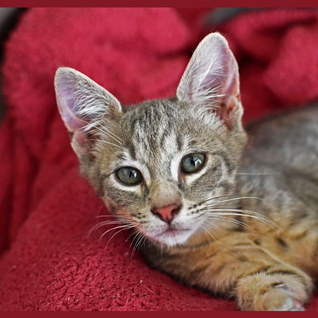 Photo of Minkle