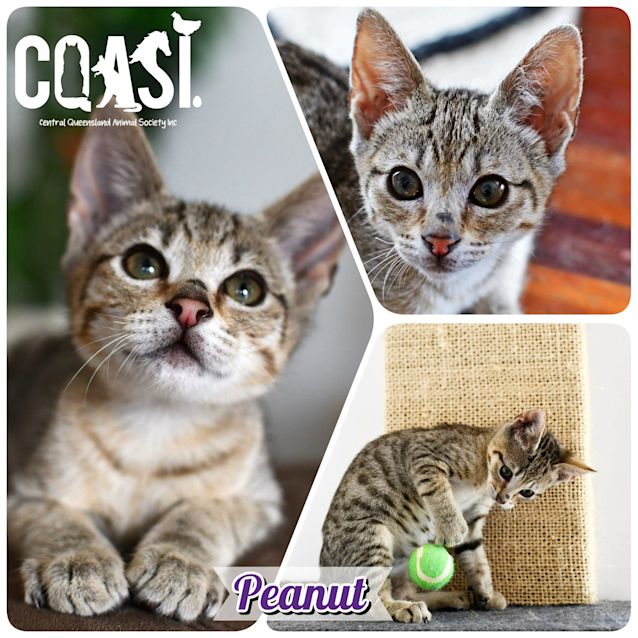 Photo of Peanut