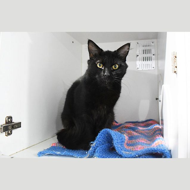 Photo of Lynx 8855 Campbelltown Acf