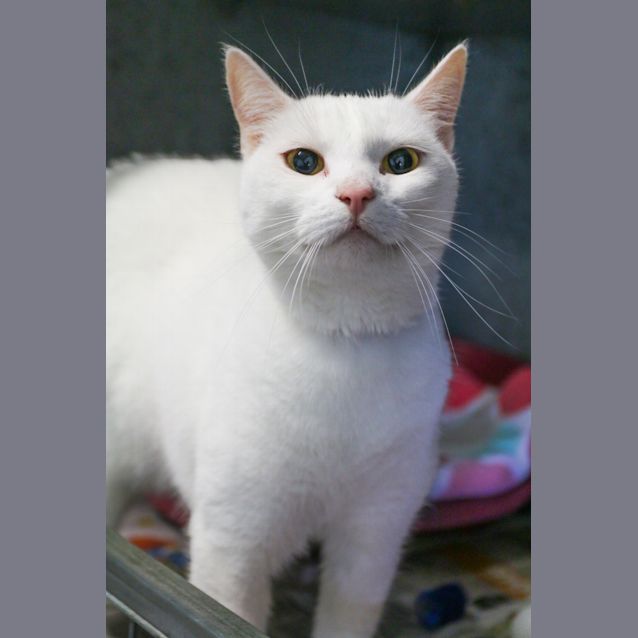 Photo of Marshmellow