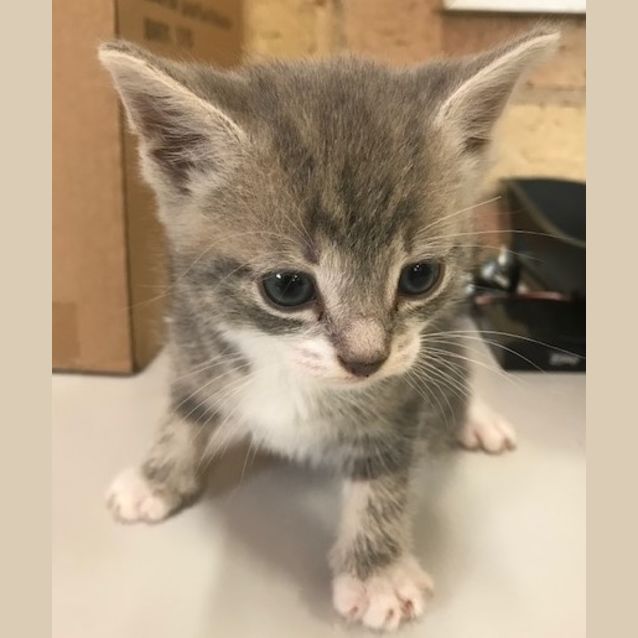 Photo of Simba