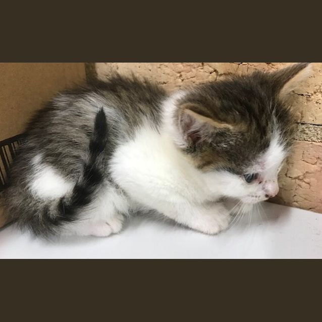 Photo of Nala