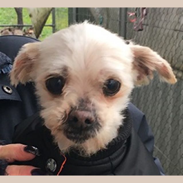 Photo of Gizmo