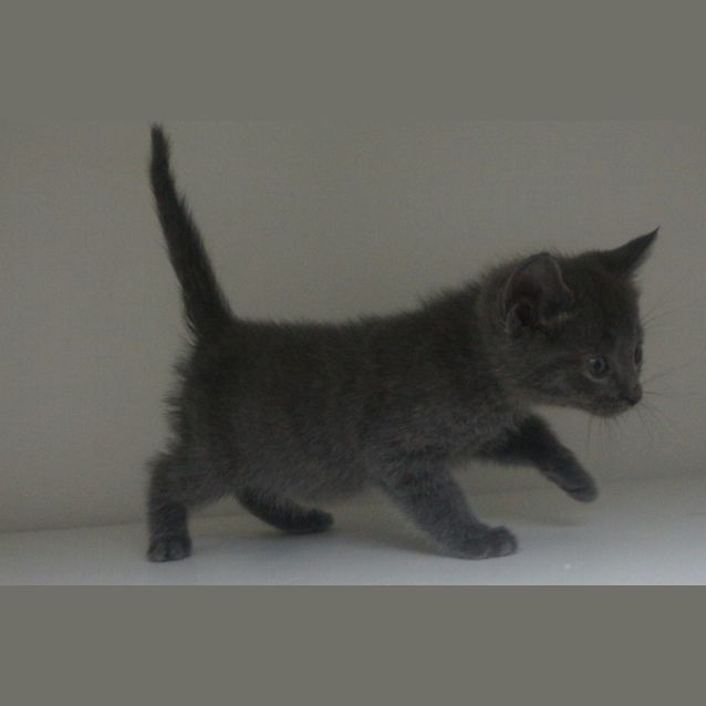Photo of Kentucky Blue