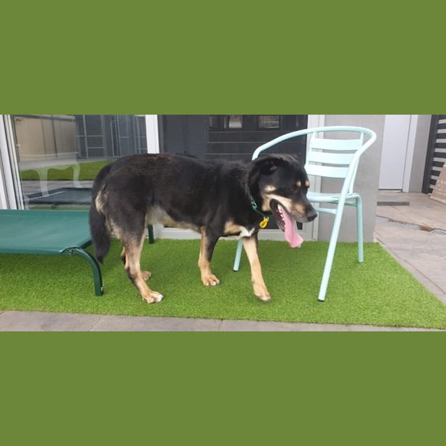 Photo of Tonka ** Beautiful Boy Loyalty At Its Best **