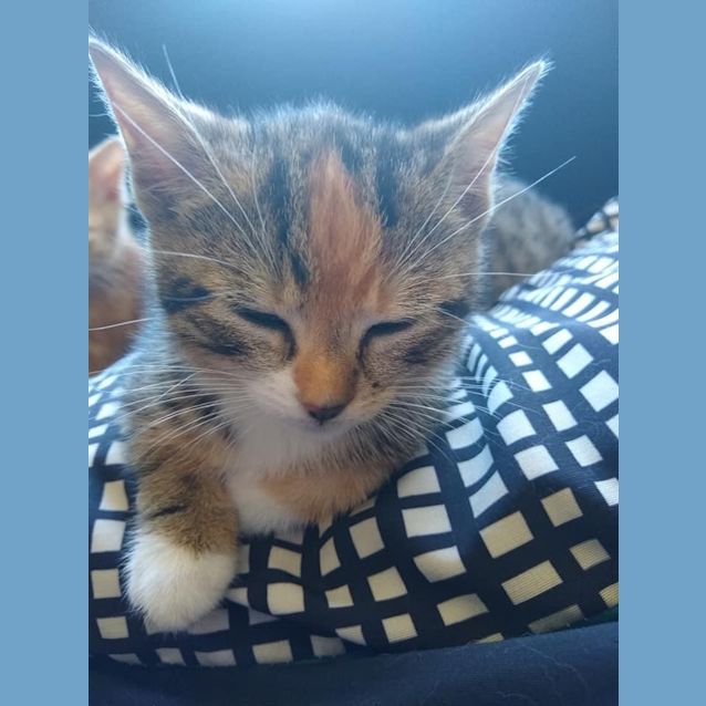 Photo of Millie
