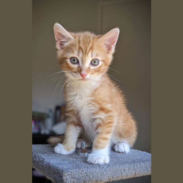 Photo of Blitz