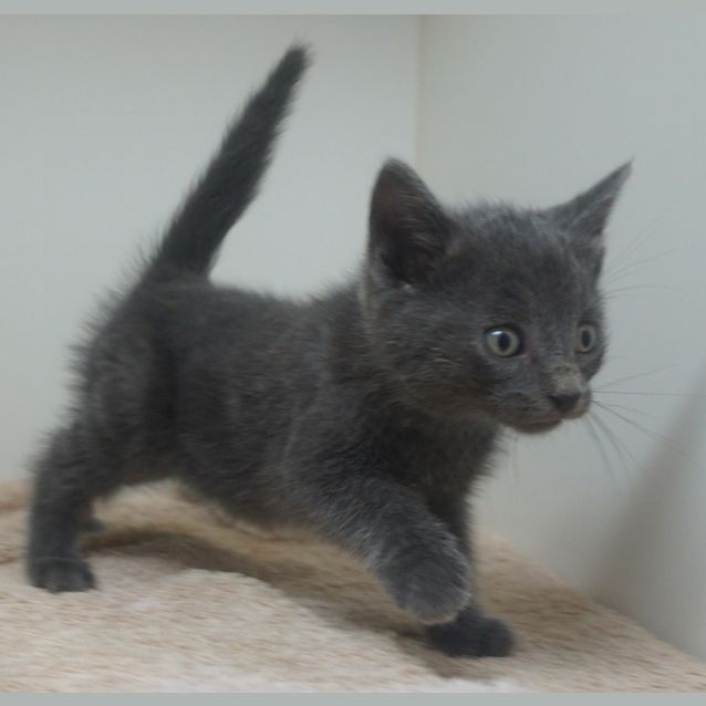 Photo of Blue Velvet